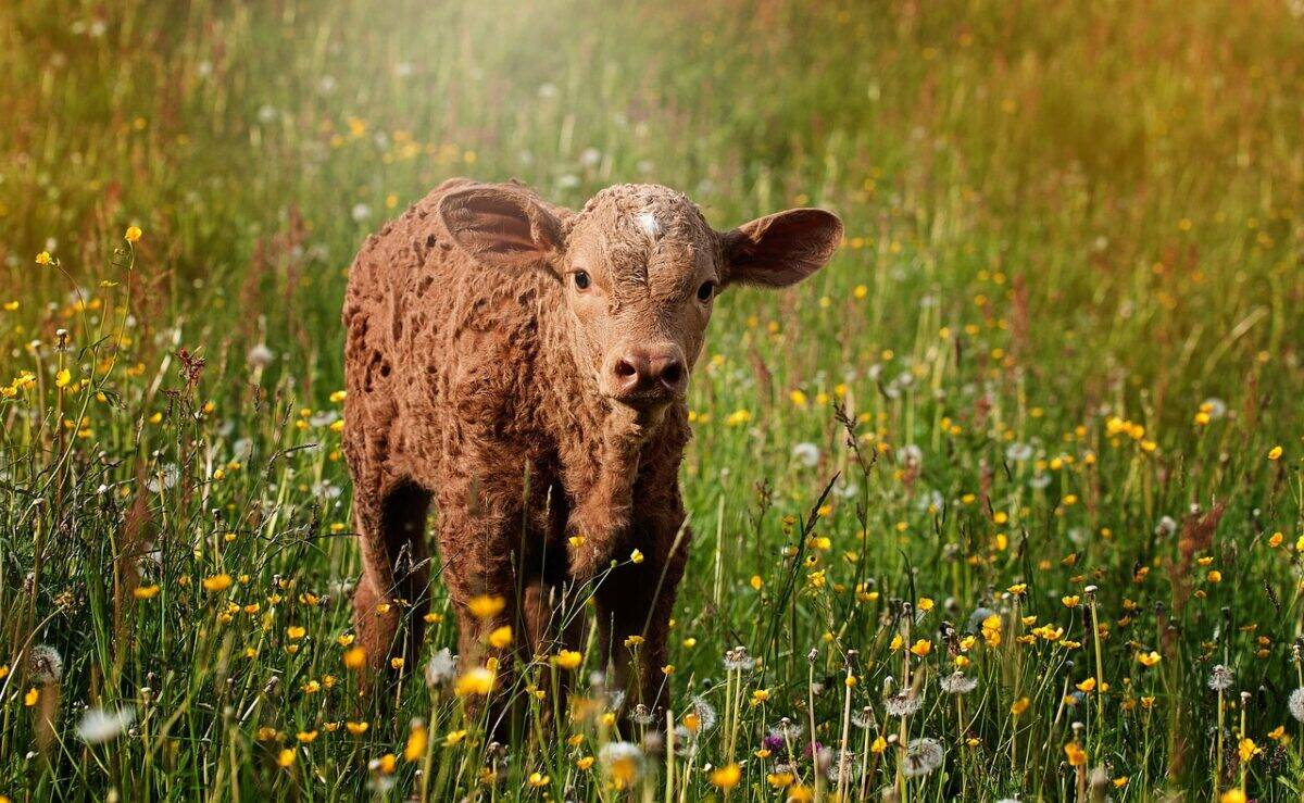 calf, cow, brown, brown calf, pasture, meadow, young animal, livestock, nature, animal, farm animal, agriculture, cattle, ruminant, mammal, calf, calf, calf, cow, cow, cow, cow, cow