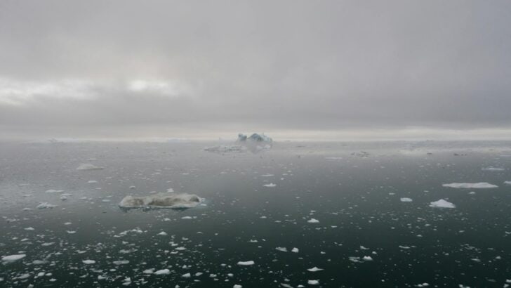 Seals Use Icebergs to Avoid Predators