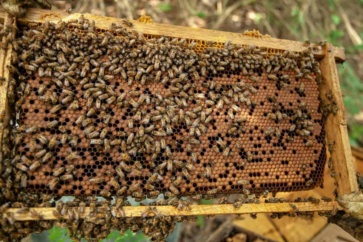 Detailed view of honey bees working on a beehive frame, showcasing honeybee activity.