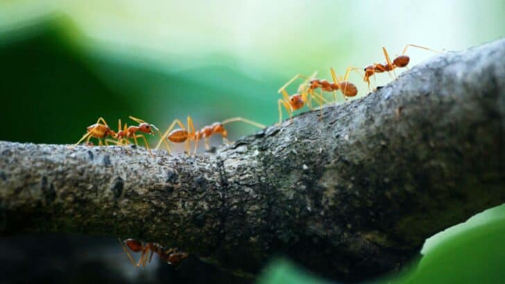 A Smuggling Bust of 2 Teens And 5000 Ants Sheds Light on a Booming Trade