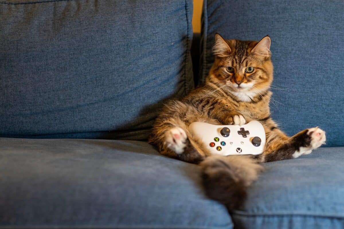 cat, kitten, animal, pet, indoors, gaming, controller, couch, cat, cat, cat, nature, cat, cat, gaming
