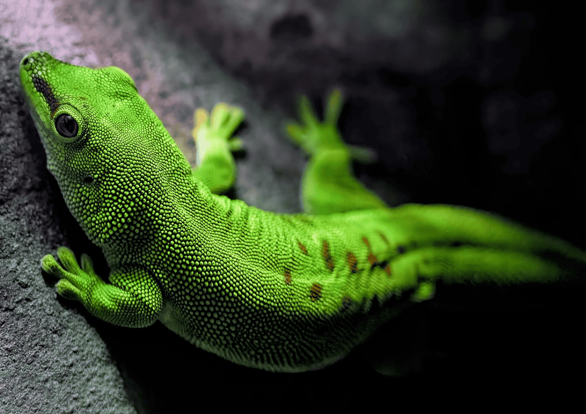 gecko, madagascar day gecko, reptile, animal, omnivore, diurnal, green, nature, wildlife, gecko, gecko, gecko, gecko, gecko, wildlife