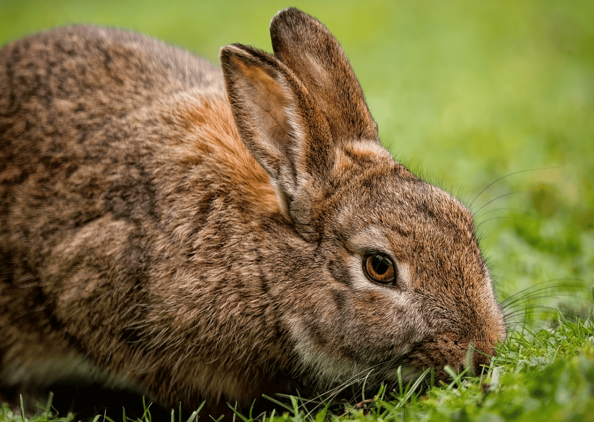 rabbit, bunny, animal, mammal, pet, domesticated, nature, grass, grazing, rabbit, rabbit, rabbit, rabbit, rabbit