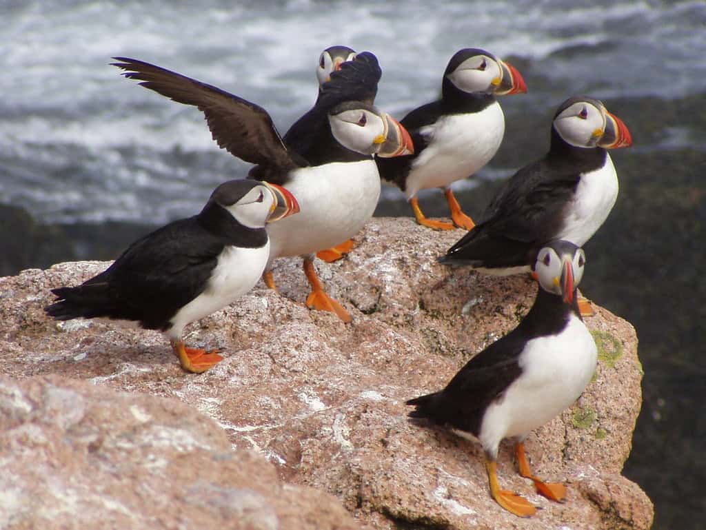 Atlantic puffin