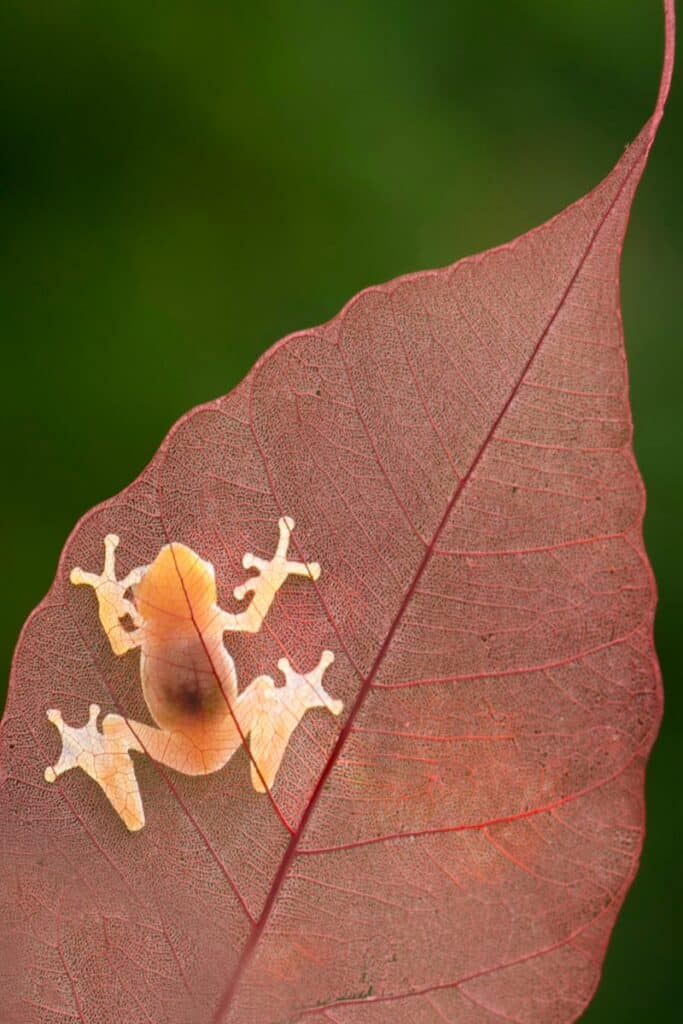 Close-up of a glass frog on a vibrant leaf, showcasing transparency.