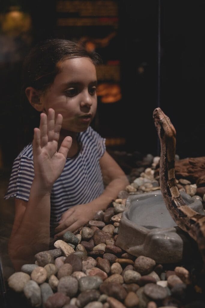 A child closely observes a snake in a zoo vivarium, showcasing curiosity and fascination with reptiles.