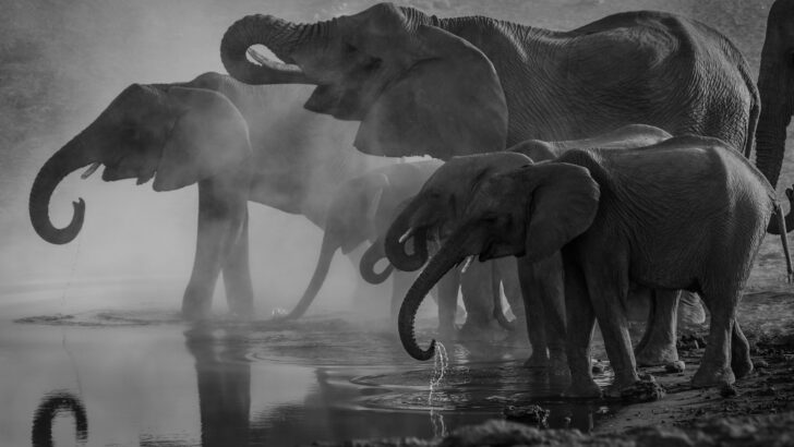 Elephant Matriarchs Know Every Waterhole for Miles
