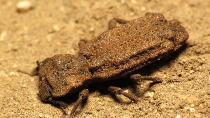 This Beetle Can Survive Being Run Over by a Car