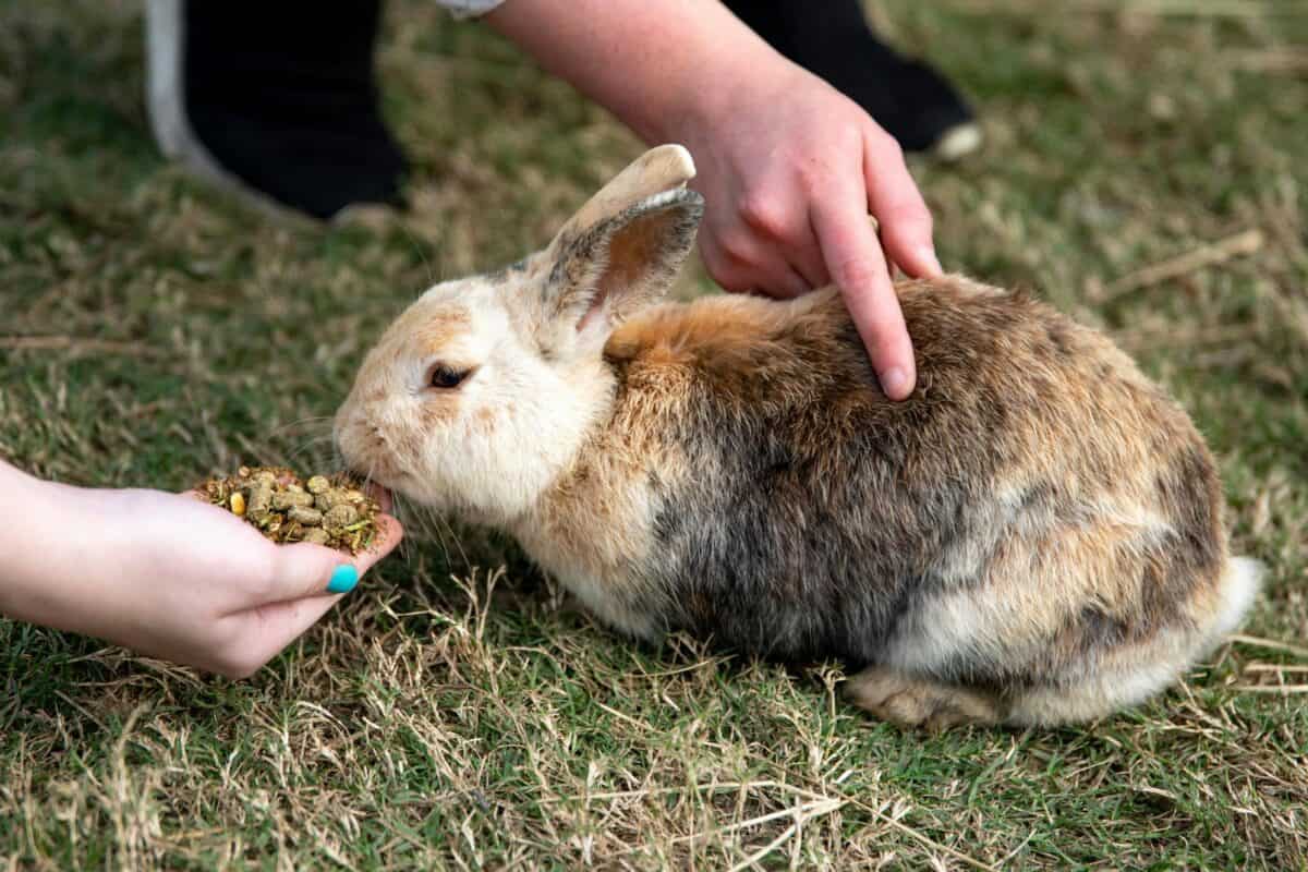 Adorable brown rabbit being fed by hand on grass, close-up view.