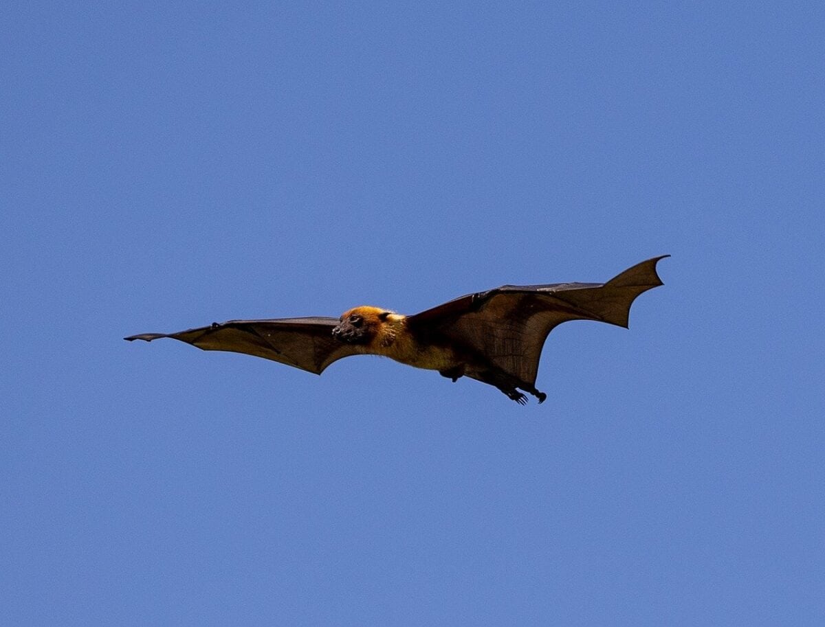 bat, fruit bat, flying bat, large bat, bat in the sky, blue sky