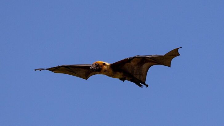Arizona&rsquo;s Bats Are Migrating Earlier Than Ever