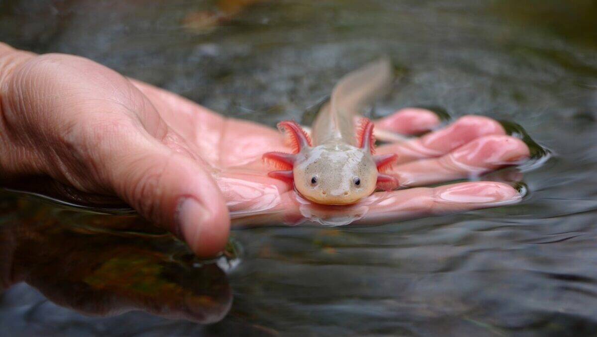 ai generated, animal, nature, amphibian, axolotl