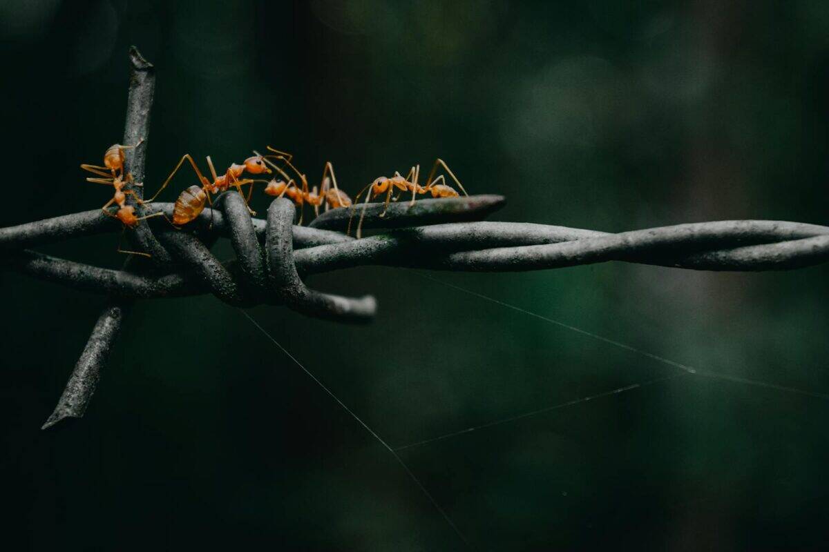 Close-up image of ants walking on barbed wire against a blurred natural background.