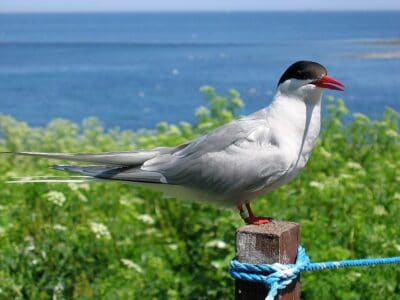 13 Birds That Migrate Thousands of Miles Without Rest
