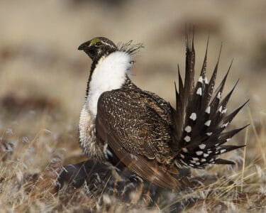 12 Birds With the Most Unique Calls