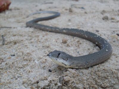 Why Some Lizards Are Losing Their Limbs Over Time