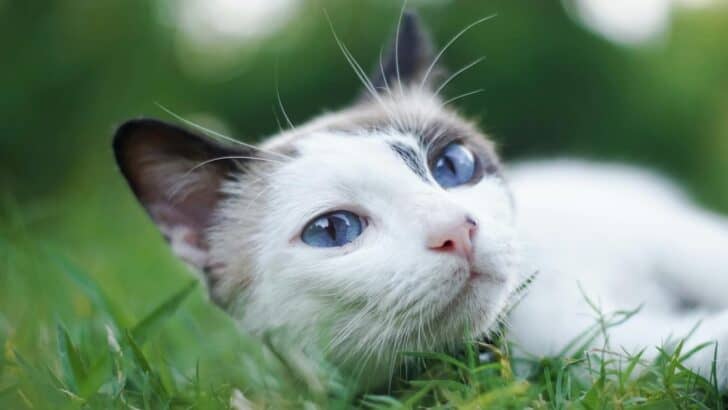 Why Cats Are Suddenly Migrating Outdoors in Record Numbers
