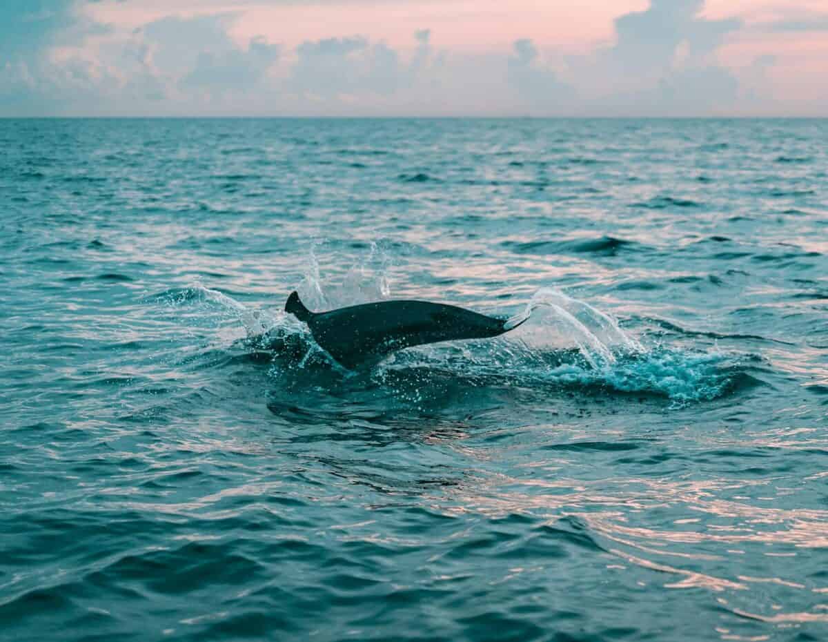 A dolphin breaks the ocean surface at sunset in Bali, Indonesia, showcasing marine life beauty.