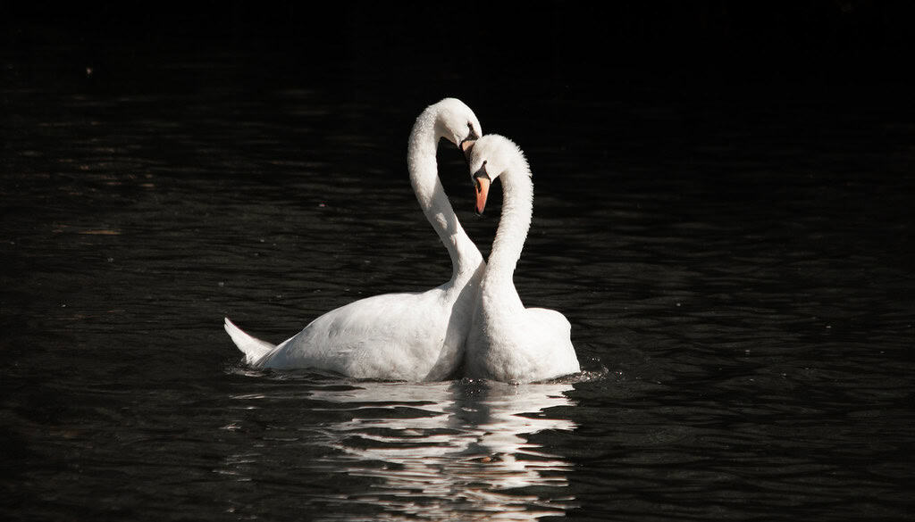 Mute swan pair.