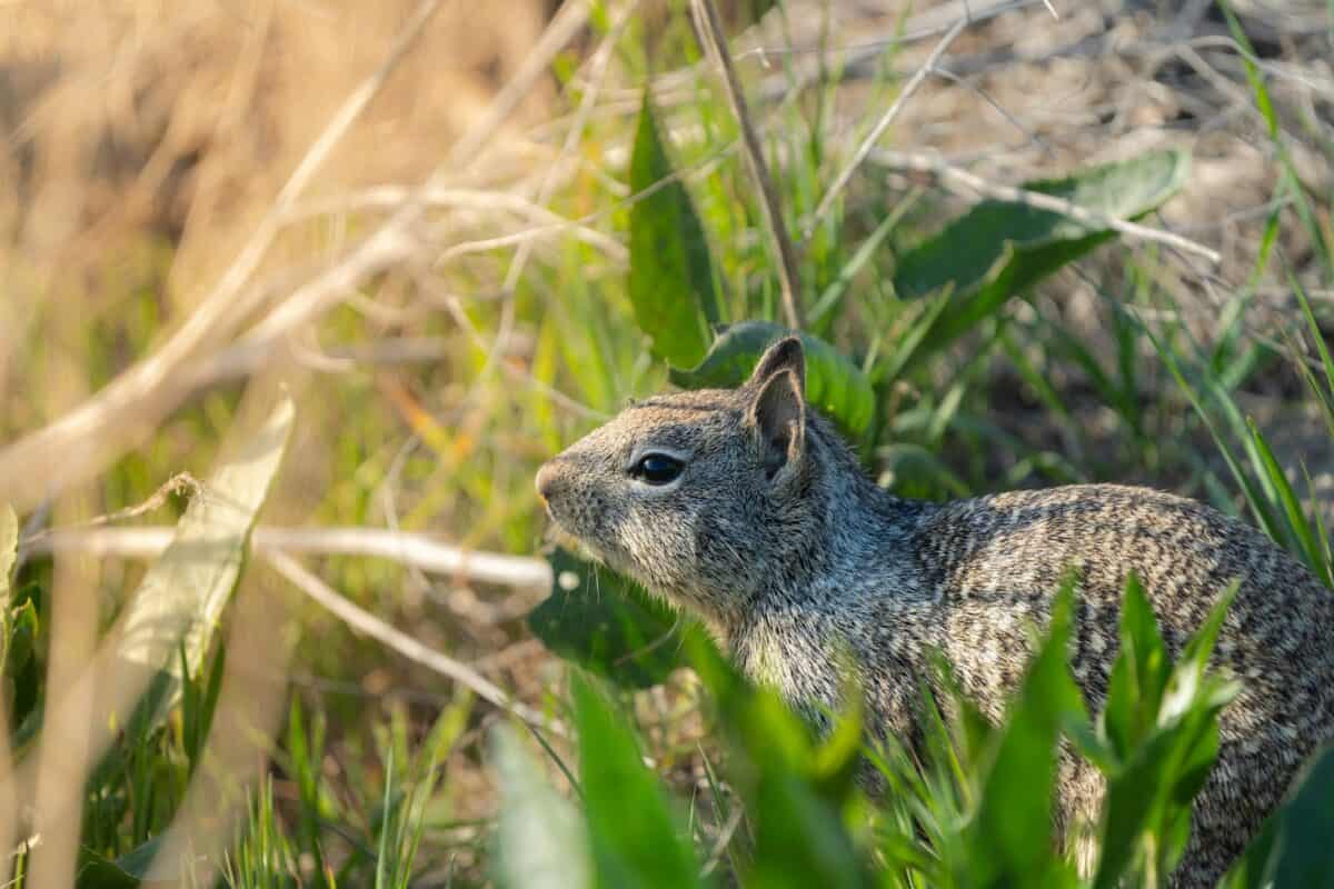 brown and white squirrel on green grass during daytime