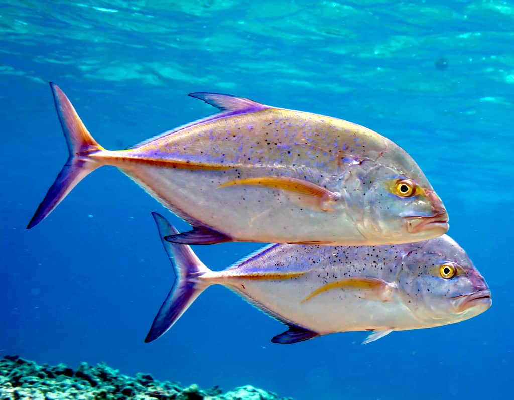 Bluefin Trevally