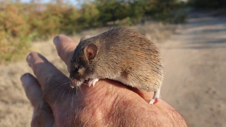 This Mouse Can Regrow Its Spinal Cord