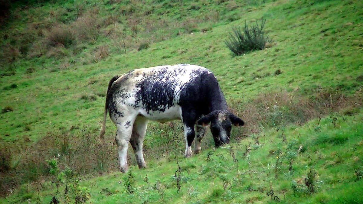 Blue Cattle