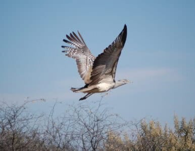 The Heaviest Bird Capable of Flight
