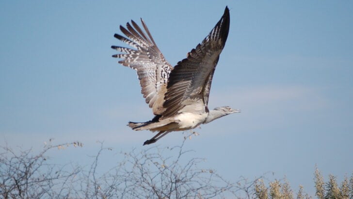 The Heaviest Bird Capable of Flight