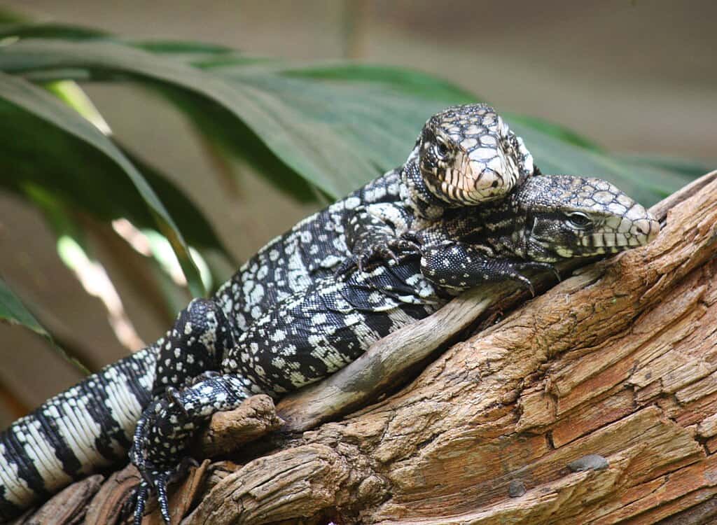 Argentine Tegus