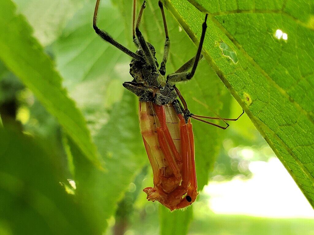 Wheel Bug