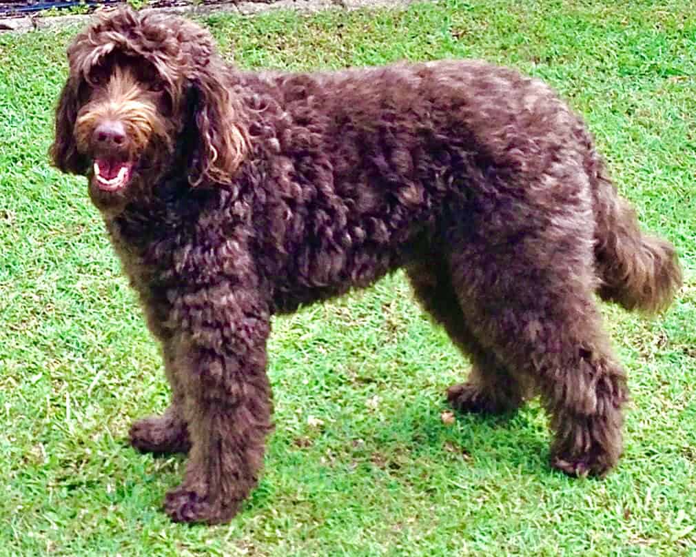 Labradoodle