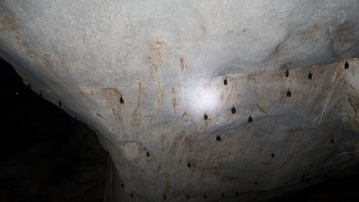 What Scientists Discovered in a Bat Cave in Borneo