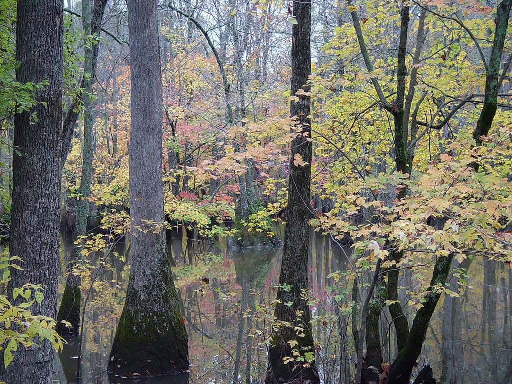 Cache River National Wildlife Refuge