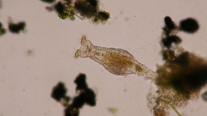 This Animal Woke Up After 24,000 Years Frozen in Ice