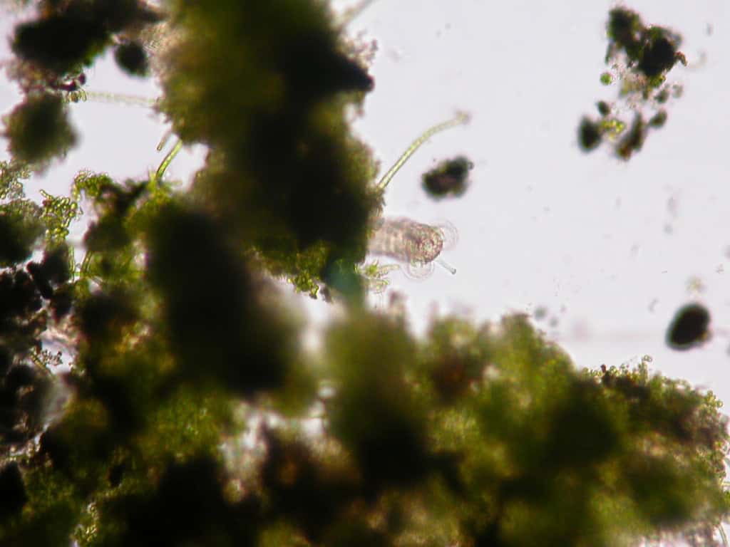 bdelloid rotifer