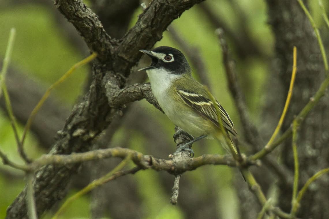 Black-capped Vireo