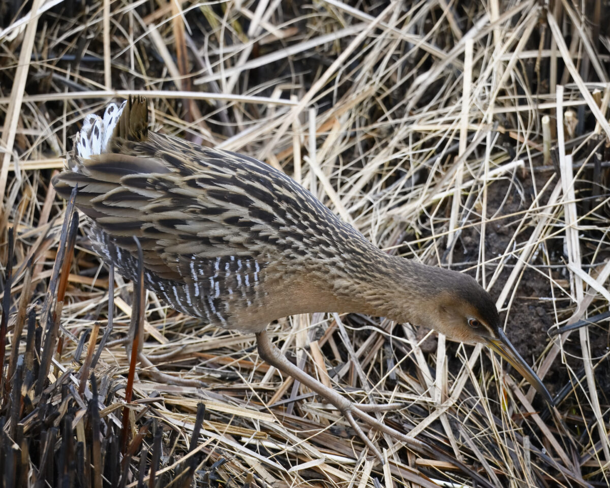 King rail.