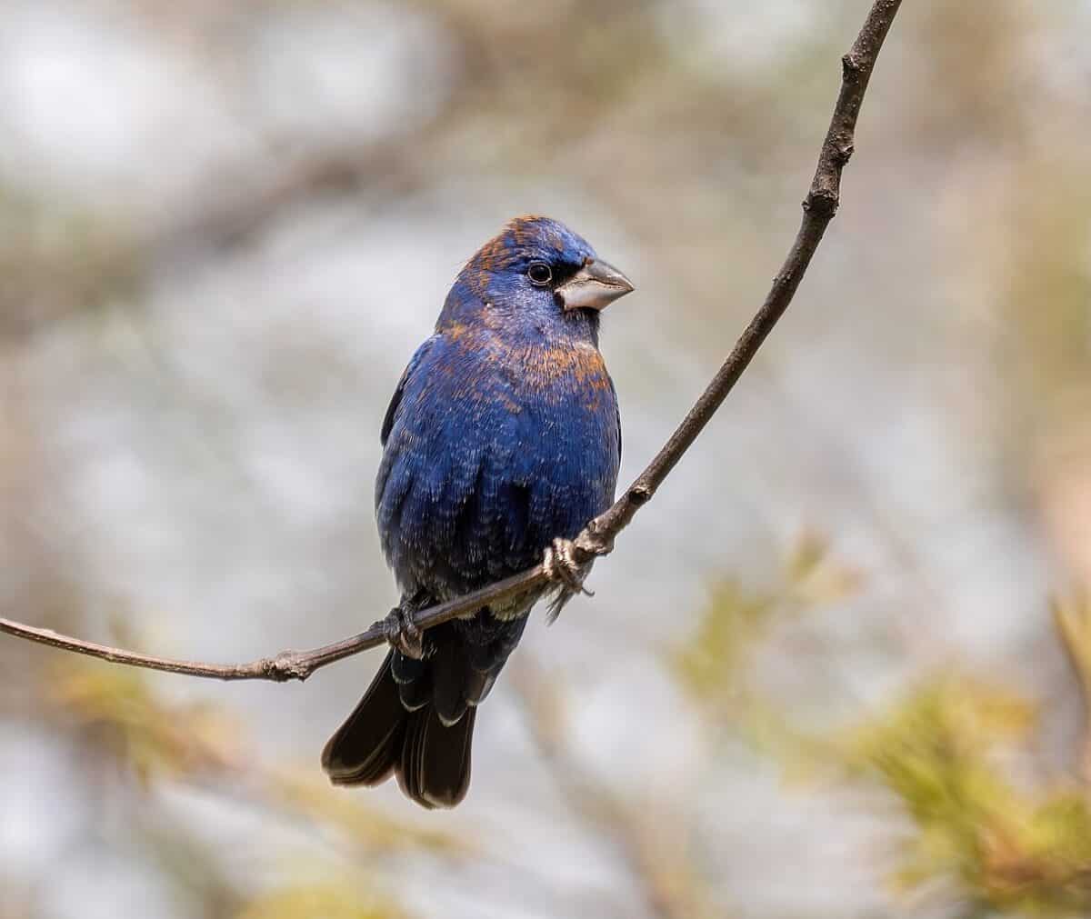 grosbeak