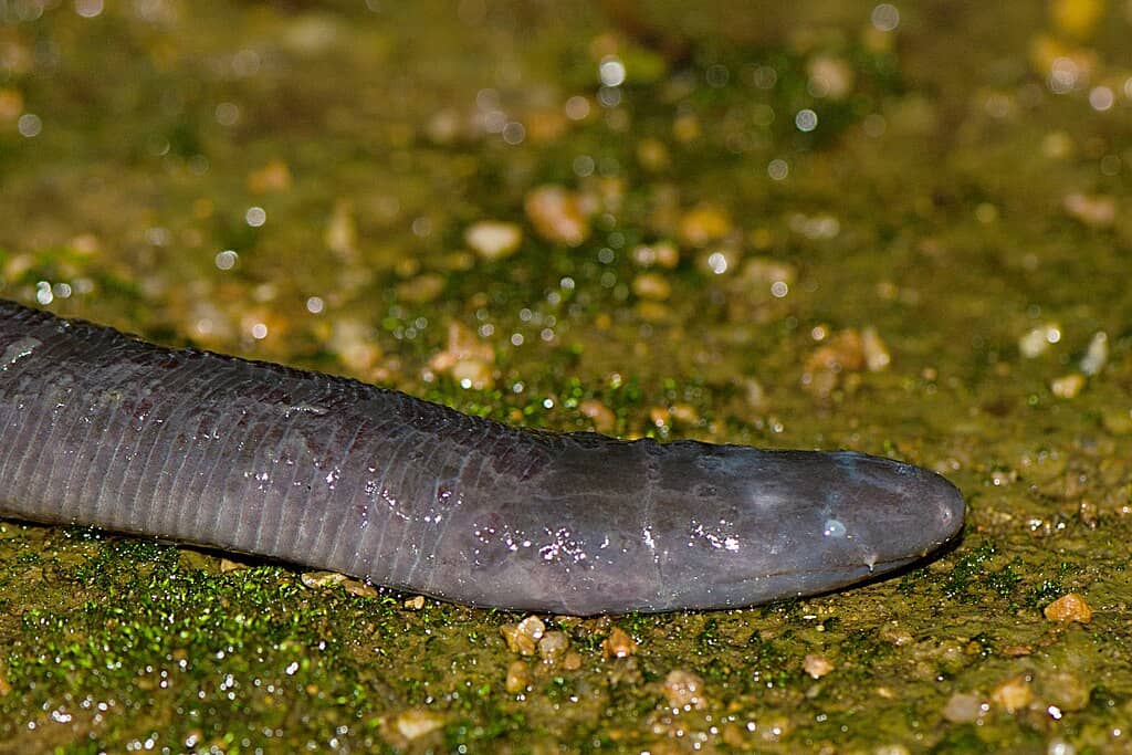 caecilian head
