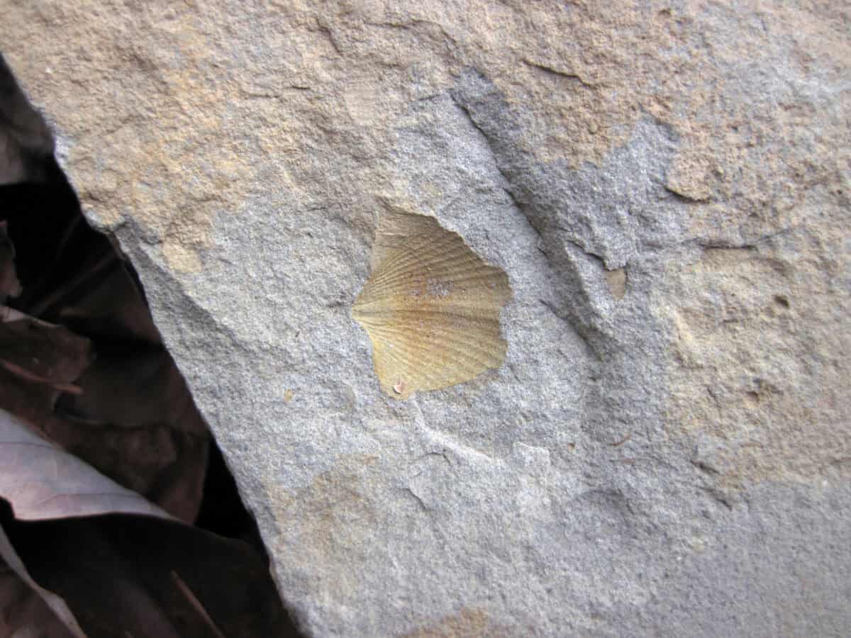Brachiopod fossil.