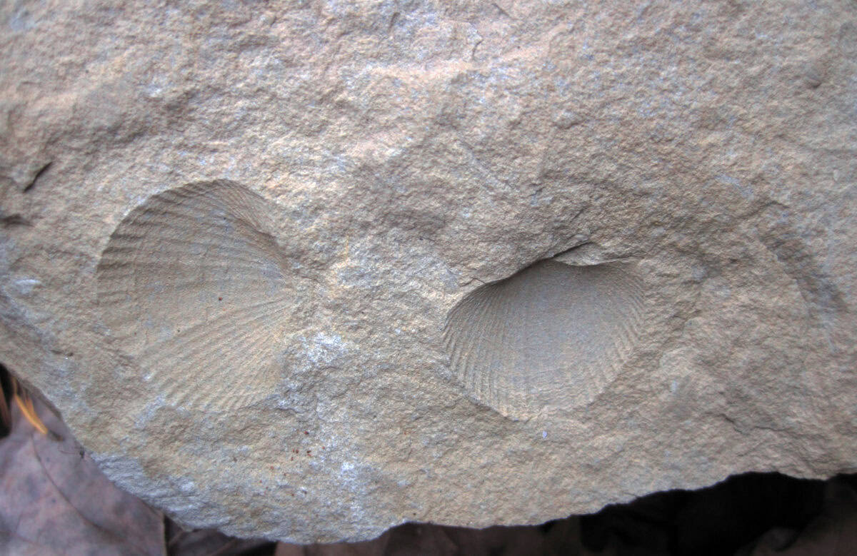 Brachiopod fossil.
