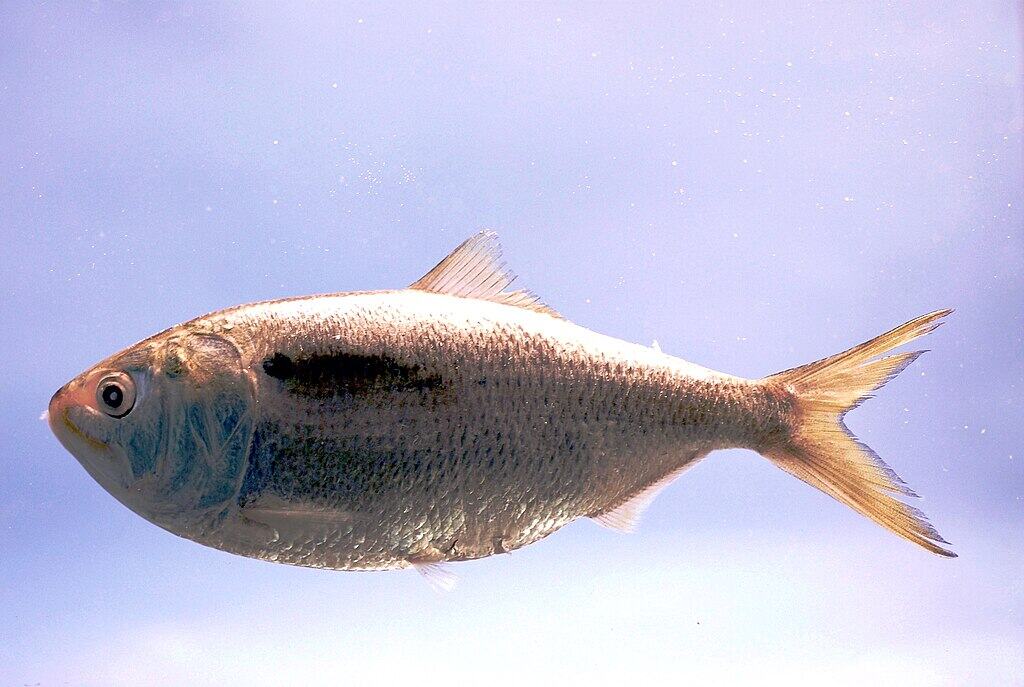 Gulf Menhaden