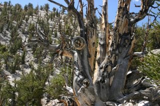 Bristlecone Pine