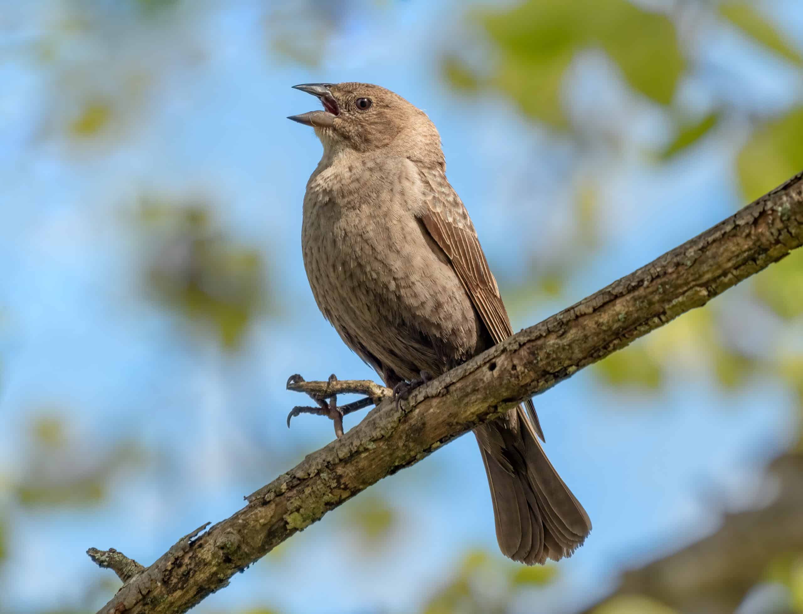 Birds