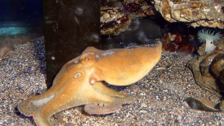 U.S. Scientists Map the Brain of an Octopus