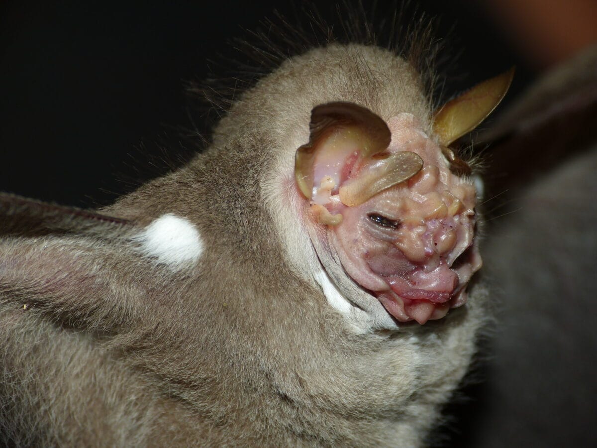 Wrinkle faced bat. 