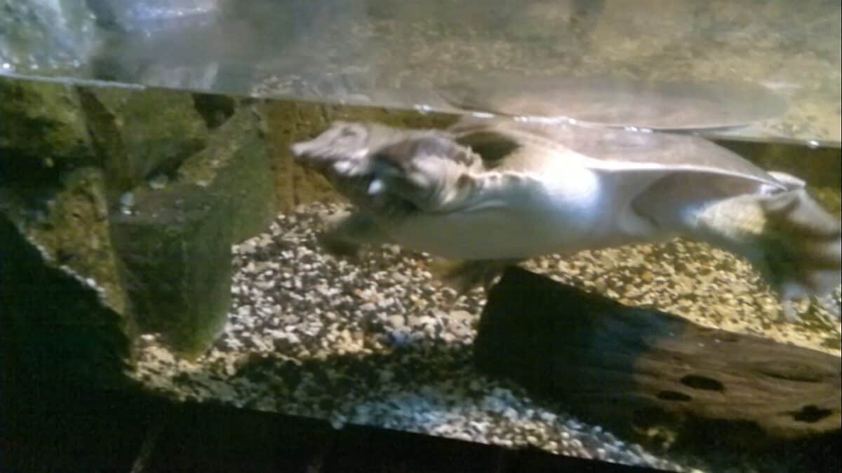 Chinese Soft-Shelled Turtle