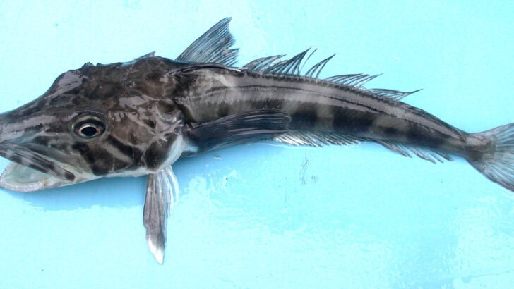 Meet the Icefish: The Creature With Clear Blood