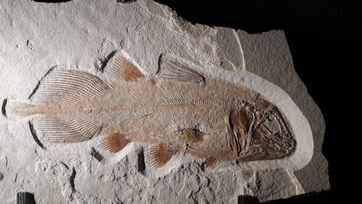 Scientists Discover an Animal That Hasn’t Evolved in 100 Million Years